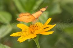 Borboleta 212 <em>(2629)</em>