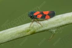 Inseto 217 <em>(2630)</em>