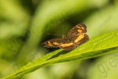Borboleta 213 <em>(2632)</em>