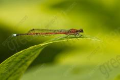 Donzelinha 29 <em>(2633)</em>