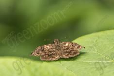 Borboleta 214 <em>(2634)</em>