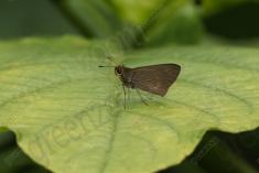 Mariposa 64 <em>(2635)</em>