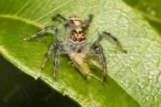 Aranha 79 <em>(2636)</em>