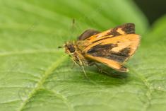 Mariposa 65 <em>(2637)</em>