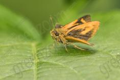 Mariposa 66 <em>(2638)</em>