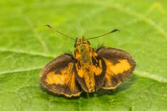 Mariposa 67 <em>(2639)</em>