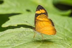 Borboleta 215 <em>(2640)</em>