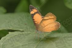 Borboleta 216 <em>(2641)</em>