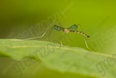 Inseto 212 <em>(2642)</em>