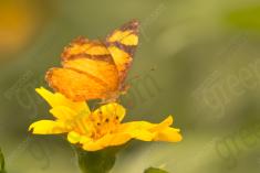 Borboleta 217 <em>(2643)</em>