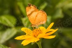 Borboleta 218 <em>(2644)</em>