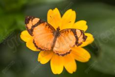 Borboleta 219 <em>(2645)</em>