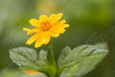 Flor 284 <em>(2646)</em>