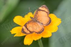 Borboleta 220 <em>(2647)</em>