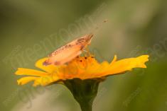 Borboleta 221 <em>(2648)</em>