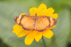 Borboleta 222 <em>(2649)</em>