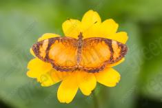 Borboleta 223 <em>(2650)</em>