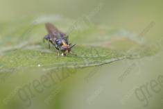 Inseto 213 <em>(2651)</em>