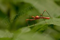 Inseto 214 <em>(2652)</em>