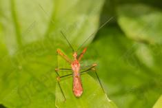 Inseto 215 <em>(2653)</em>