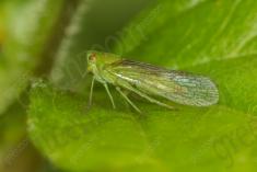 Inseto 216 <em>(2654)</em>