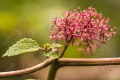 Flor 285 <em>(2655)</em>