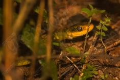 Cobra 14 <em>(2656)</em>