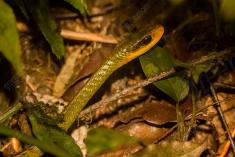 Cobra 15 <em>(2657)</em>