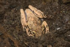 Sapo 16 <em>(2658)</em>