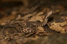 Cobra 16 <em>(2659)</em>