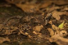 Cobra 17 <em>(2660)</em>