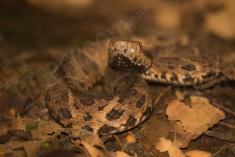 Cobra 18 <em>(2661)</em>