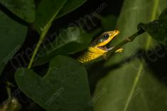 Cobra 19 <em>(2662)</em>