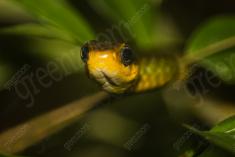 Cobra 20 <em>(2663)</em>