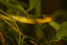 Cobra 21 <em>(2664)</em>