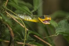 Cobra 22 <em>(2665)</em>