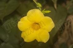 Flor 286 <em>(2667)</em>