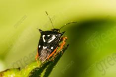 Inseto 219 <em>(2668)</em>