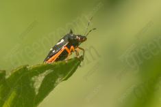 Inseto 220 <em>(2669)</em>