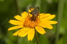 Mosca 13 <em>(2670)</em>