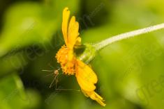 Inseto 221 <em>(2671)</em>