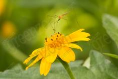 Inseto 222 <em>(2672)</em>