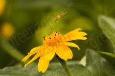 Inseto 223 <em>(2673)</em>