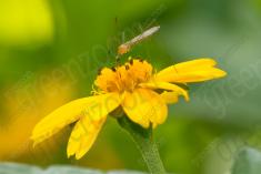 Inseto 224 <em>(2674)</em>