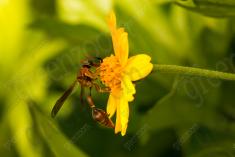 Inseto 225 <em>(2675)</em>