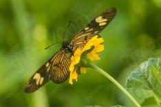 Borboleta 225 <em>(2677)</em>