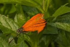 Borboleta 226 <em>(2678)</em>