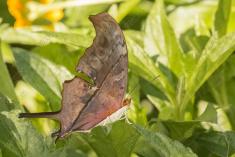 Borboleta 227 <em>(2679)</em>