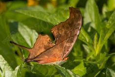 Borboleta 228 <em>(2680)</em>