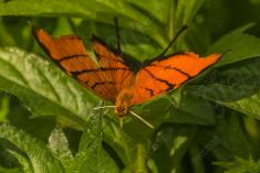 Borboleta 229 <em>(2681)</em>